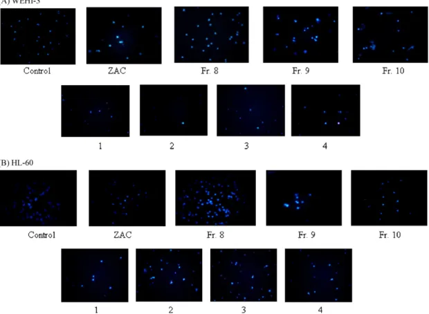 Fig. 2. The induction of apoptosis of HL-60 (A) and WEHI-3 (B) cells after treatment with the chloroform extract of the leaves of ZAC and 1–4 was examined by DAPI staining.