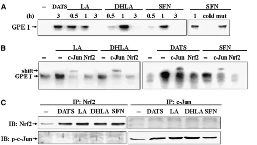 FIGURE 5 Protein expression and enzyme activity of the phase II  detox-ification enzymes induced by  organo-sul fu r compo unds