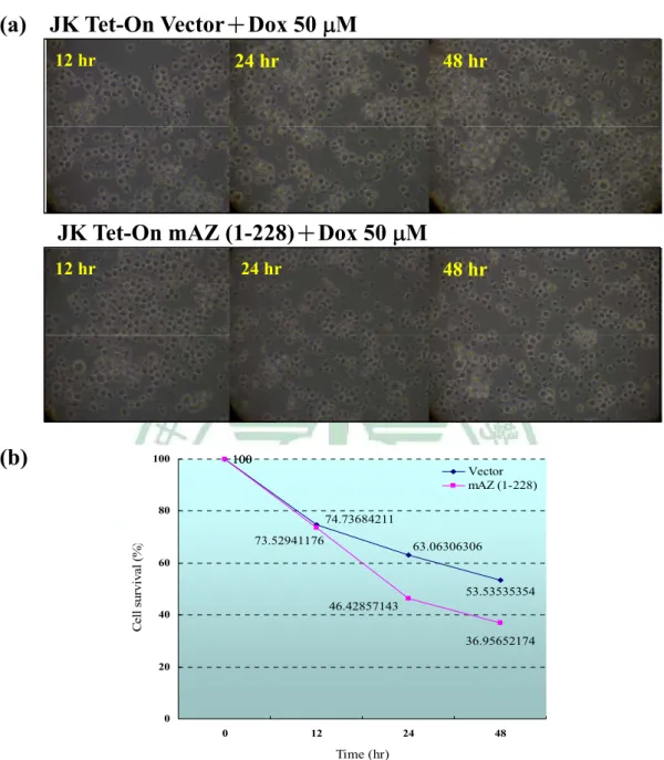 Fig. 3.1 JK Tet-On Vector ک JK Tet-On mAZ (1-228)  ಒझ঒Ϋϐಒ झ׎ᄊϷಒझӸࢲ౗