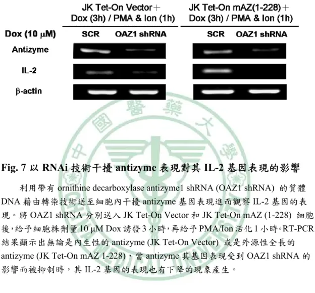 Fig. 7 а RNAi מೌυᘋ antizyme ߄౜ჹځ IL-2 ୷Ӣ߄౜ޑቹៜ