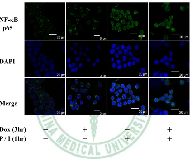 Fig. 8 (a)  аխࣝᑻӀࢉՅᢀჸ JK Tet-On Vector ಒझਲ਼ύ antizyme  ቹៜ NF-NB ᙯՏ຾Εಒझਡ