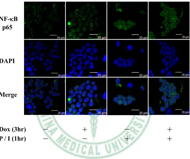 Fig. 8 (b)  аխࣝᑻӀࢉՅᢀჸ JK Tet-On mAZ (1-228)  ಒझਲ਼ύ          antizyme ቹៜ NF-NB ᙯՏ຾Εಒझਡ