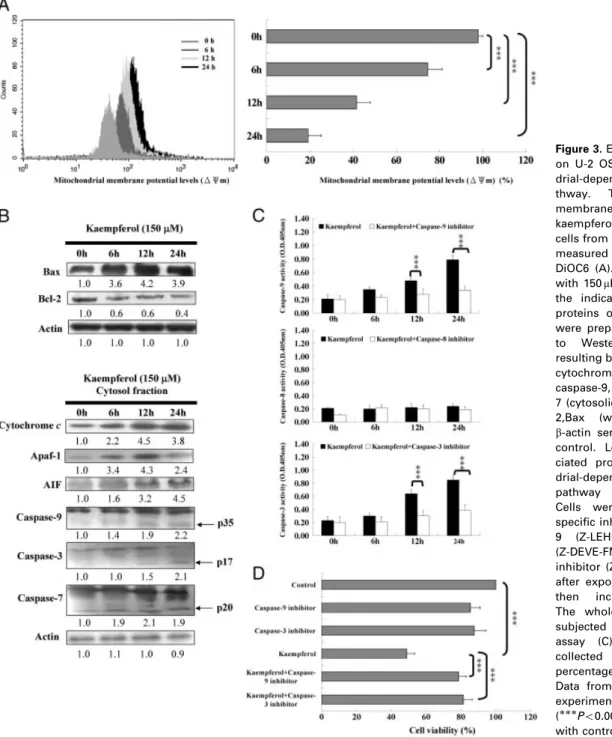 Figure 3. Effects of kaempferol on U-2 OS cells in  mitochon-drial-dependent apoptotic  pa-thway