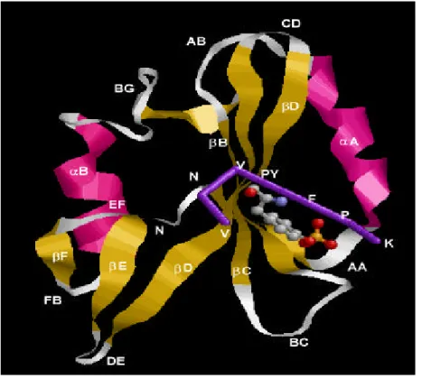 圖 2-2、Grb2  蛋白質與 BCR-ablphosphopeptide 所形成複合物之分子模型 