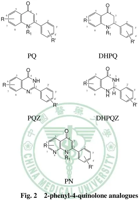 Fig. 2 2-phenyl-4-quinolone analogues