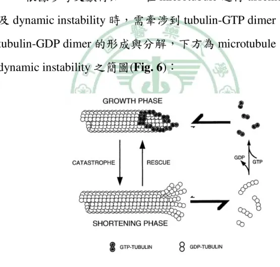 Fig. 6 Microtubule Dynamic Instability ӵ Fig. 6 ܌ҢǴӧ tubulin ຾Չ growth phase ਔǴ