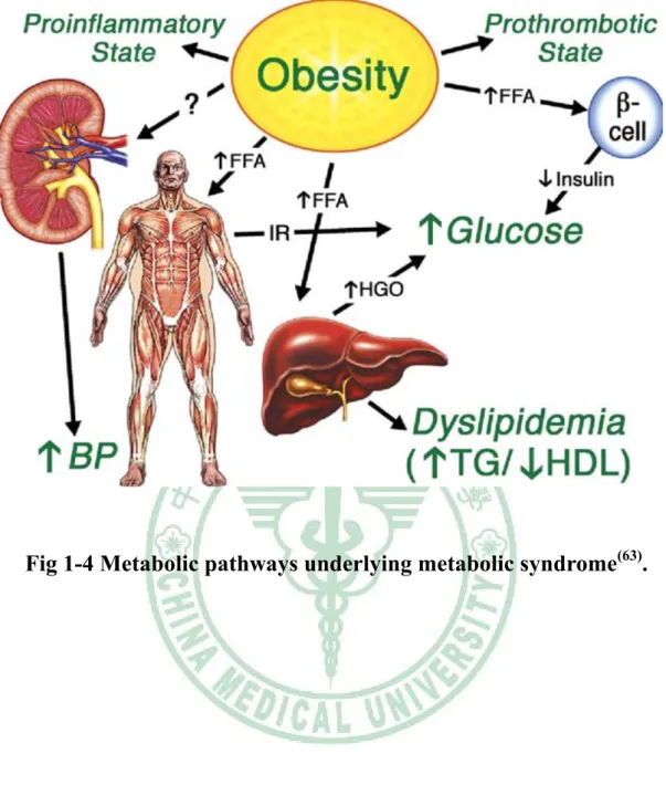 Fig 1-4 Metabolic pathways underlying metabolic syndrome (63) . 
