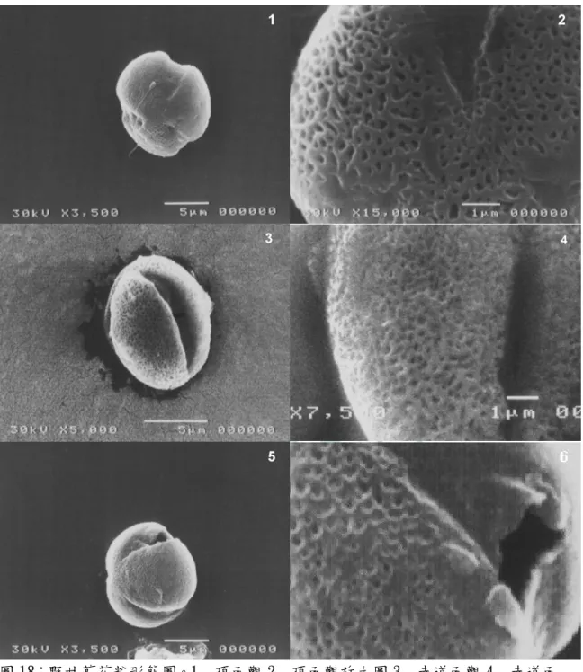 圖 18：野甘草花粉形態圖。1. 頂面觀 2. 頂面觀放大圖 3. 赤道面觀 4. 赤道面  觀 5.colpus  6.colpus 放大圖 