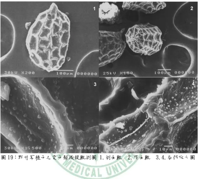 圖 19：野甘草種子之電子顯微鏡觀測圖 1.側面觀  2.頂面觀  3.4.局部放大圖 