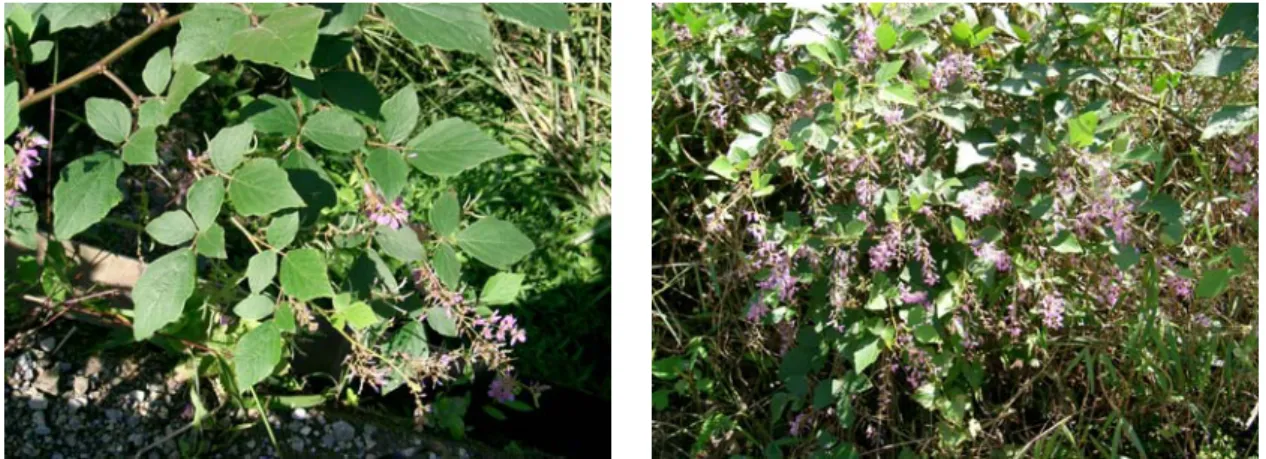 圖 9：波葉山螞蝗植物圖  圖 10：排錢樹植物圖  二、種子形態鑑定      波葉山螞蝗的種子，形狀約為橢圓球形微彎(圖 11)，長約 400~500μm，直 徑約為 900~1000μm，種子有一端較鈍，另一端則較尖，較尖的部分略小，由種 子放大圖，可以看出其表面有非常明顯的稜紋，且稜紋是互相交錯的，形成七字 型或人字型，再放大來觀看，稜紋或凹處佈滿了類似魚鱗狀的突起。 