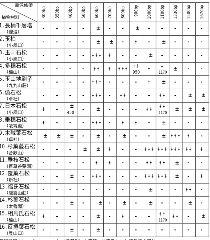 表 23            台灣產石松科植物之核酸指紋圖譜（核酸引子 OPB-15）         電泳條帶   植物材料  300bp 350bp 400bp 500bp 600bp 700bp 800bp 900bp 1000bp 1100bp 1330bp 1500bp 1670bp 1.長柄千層塔    （線浸）  -   -   -   -     ±  -   -     ±  -   -   -   -   -   2.玉柏    （小風口）  -   -   -   -     ±  