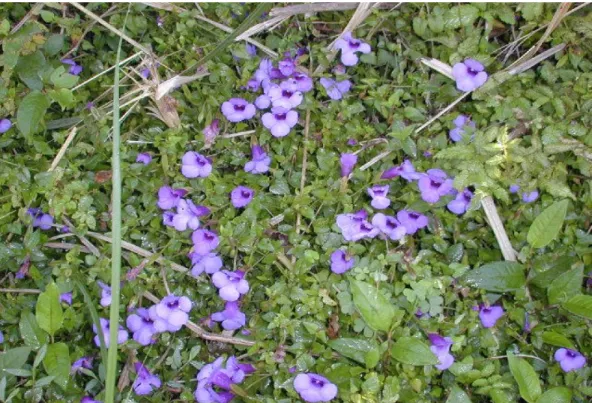 圖  2-1  地蜈蚣  (Torenia concolor)  植物外形圖 