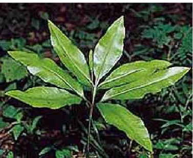 圖  2-3  錫蘭七指蕨  (Helminthostachys zeylanica ( Linn.) Hooker)  植物外形圖 