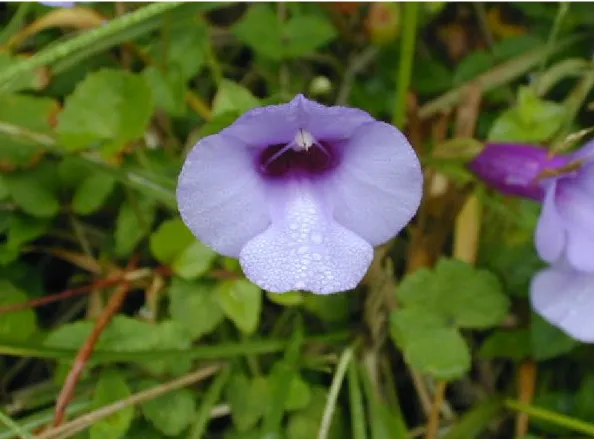 圖  3-1  本研究植物地蜈蚣  (Torenia concolor Lindley) 