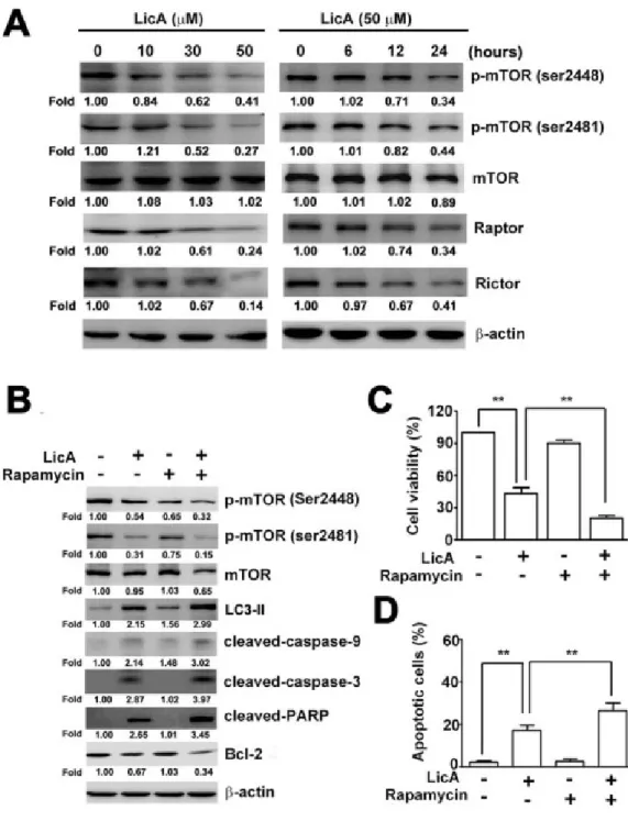 Figure 5: LicA-induced apoptosis and autophagy via the mTOR pathway. SiHa cells were treated with various concentrations (0~50 µM) of LicA and 50 µM LicA for 0, 6, 12, and 24 hours