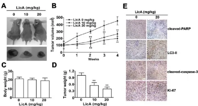 Figure 6: LicA inhibited the tumor progression of cervical cancer in vivo. A. Nude mice inoculated with SiHa cervical cancer cells were fed with 0, 10, or 20 mg/kg LicA continuously until study termination
