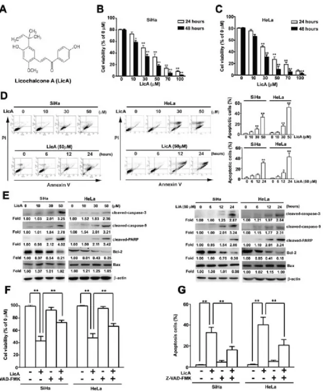 Figure 1: The ability of LicA to induce apoptosis in SiHa cervical cancer cells. A. The molecular structure of LicA
