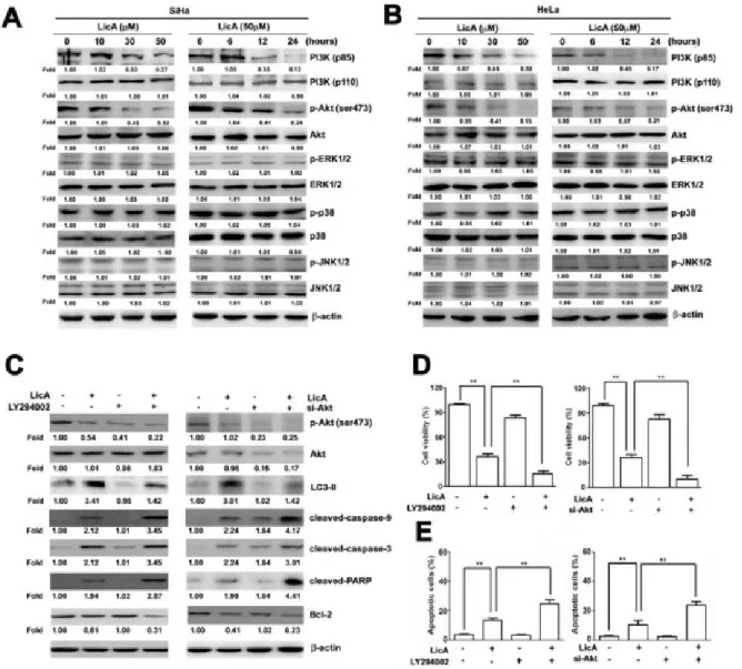 Figure 4: LicA induced apoptosis via the PI3K/Akt signaling pathway in SiHa and HeLa cells