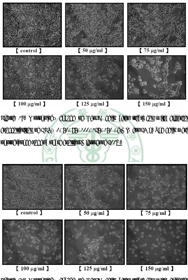 Figure 19. Morphology change of Hep3B cells after treatment with different  concentrations of EFR（0, 50, 75, 100, 125, 150 μg/ml）for 24 h