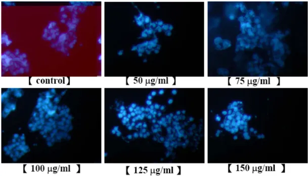 Figure 26. The Hep3B cells were incubated with various concentrations of EFR for 24  h and apoptosis were determined by DAPI staining and fluorescence microscopy as  described in Materials and Methods