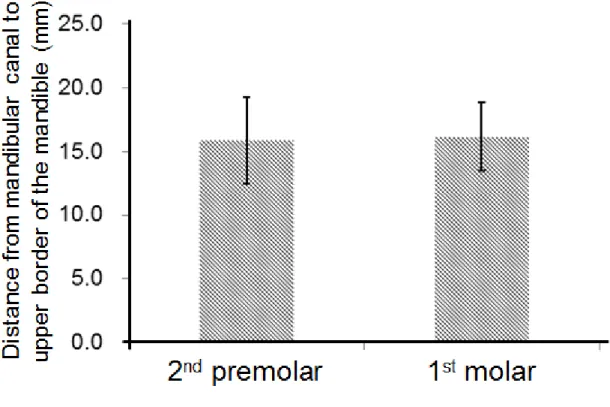 Figure 5. The MC (distance from the mandibular canal to the upper border of the mandible) at the second premolar and first molar position (P > .05).