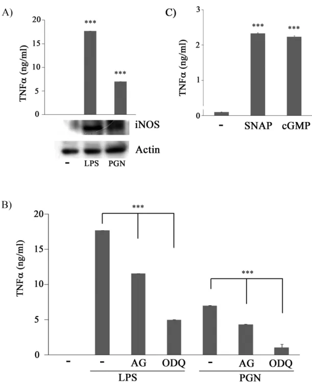 Figure 1. NO/cGMP is involved in PGN-induced TNFsecretion. 
