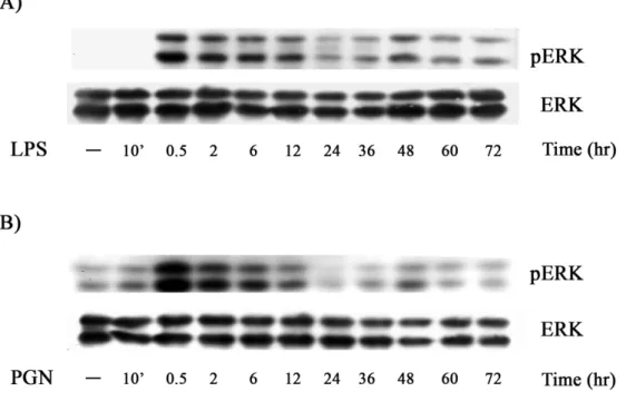 Figure 4. Sustained ERK activation mediated by LPS and PGN. 