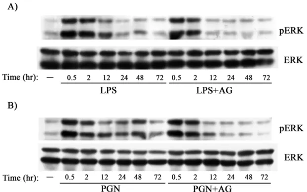 Figure 5. LPS- and PGN-mediated sustained ERK activation was  AG-sensitive. 