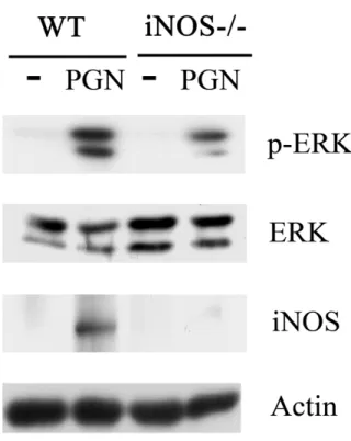 Figure 6. iNOS is involved in PGN-mediated ERK activation. 