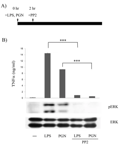 Figure 7. Involvement of Src family kinases in the late stage of LPS-  and PGN-induced TNF secretion and ERK activation