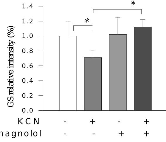 Fig. 5 Effect of magnolol on KCN-induced astrocyte metabolic processes by  measuring intracellular GS, GDH
