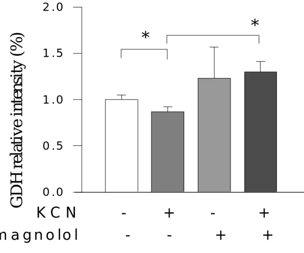 Fig. 6 Effect of magnolol on KCN-induced astrocyte metabolic processes by  measuring intracellular GDH
