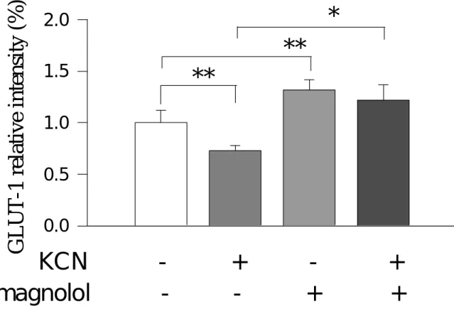 Fig. 7 Effect of magnolol on KCN-evoked changes in membrane activity by  measuring GLUT-1 protein intensity