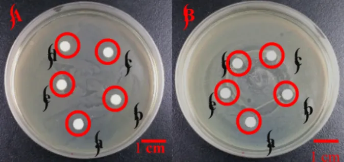 Figure 2 (A) shows that the inhibition zone of HAC extract is absent regardless of the extraction time of 12, 24, 36, and 48 hours, indicating a poor bacteriostatic property