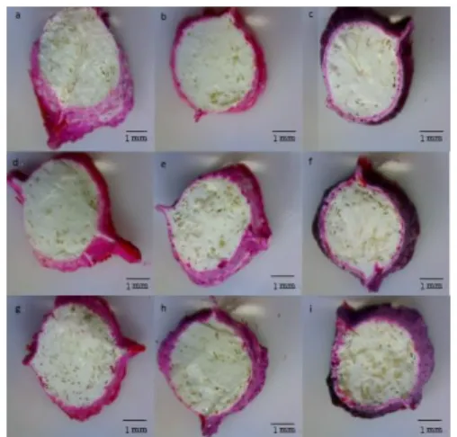 Figure 3 Image of the Chitosan/IRM® (2, 4, 6 wt %  Chitosan fibers) composite material 10X in (a, d, g) 