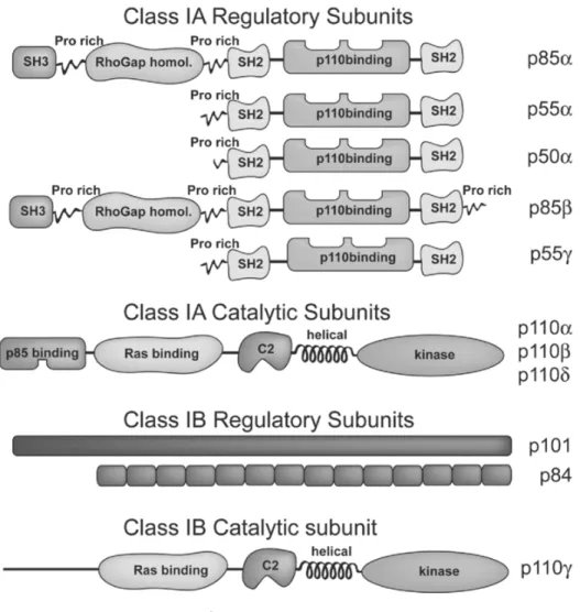圖 1-5 PI3K class IA 和 IB 的結構 