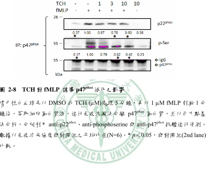 圖 2-8  TCH 對 fMLP  誘導 p47 phox 活化之影響 