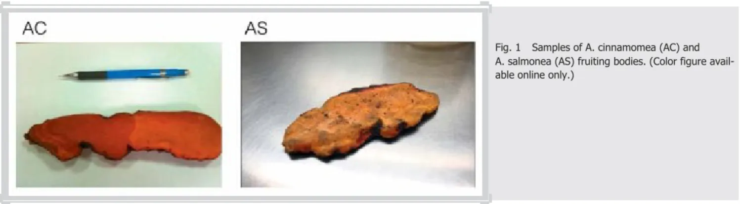 Fig. 1    Samples of A. cinnamomea (AC) and A. salmonea (AS) fruiting bodies. (Color figure  avail-able online only.)