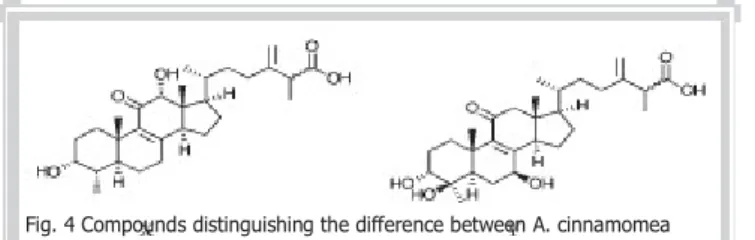 Fig. 4 Compounds distinguishing the difference between A. cinnamomea and A. salmonea fruiting bodies; antcin M (X) and methyl antcinate K (Y).