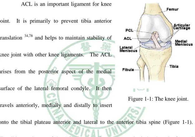 Figure 1-1: The knee joint. 