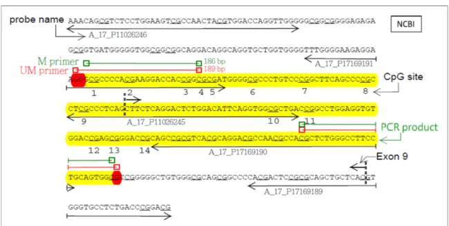 Figure 1: The 14 CpG sites, the five selected probes in the microarray and the two  primers for methylation-specific PCR in exon 9 of ADAM33