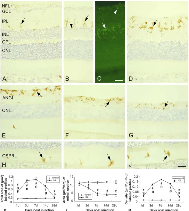 Fig. 1. OX-42 immunoreactivity in the retinas following saline (A) and kainate (B–I) injection