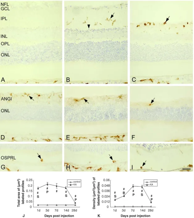 Fig. 2. OX-6 immunoreactivity in the retinas following saline (A) and kainate (B–I) injection