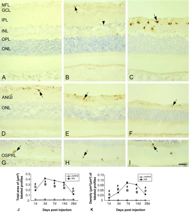 Fig. 3. ED-1 immunoreactivity in the retinas following saline (A) and kainate (B–I) injection