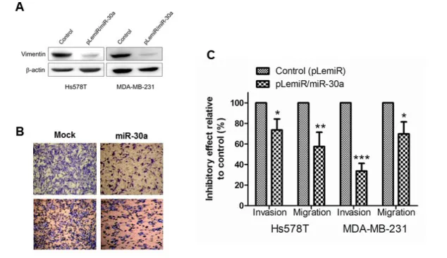 Figure 4. miR-30a compromises vimentin-related functions. (A) miR-30a suppresses  vimentin expression in the breast cancer cell lines Hs578T and MD-MB-231, known to  have a high metastasis potential, stably transfected with miR-30a