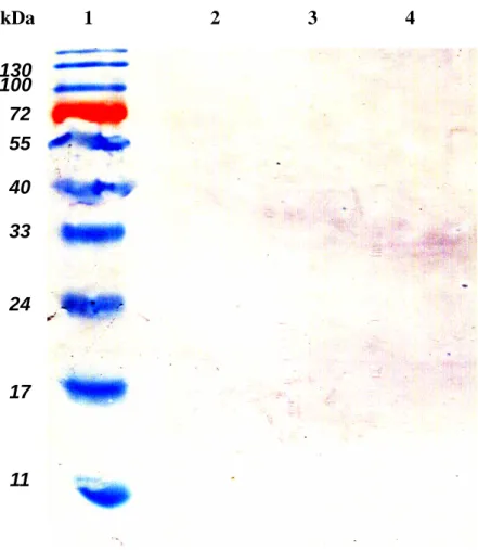 Fig. 3. 130 100 72 55 40 33 24 17 11 kDa 1 2 3 4