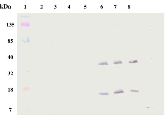 Fig. 4. 135 85 40 32 18 7kDa 1 2 3 4 5 6 7 8