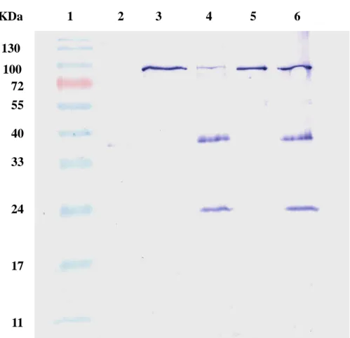 Fig. 7. 130 100 72 55 40 33 24 17 11KDa 1 2 3 4 5 6