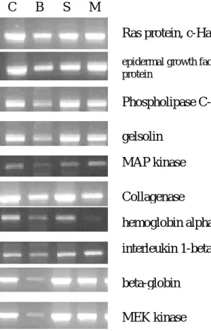 Figure 4 shows the RT-PCR results on the effects  of these two herbal medicines on down-regulated  geen expression by injury