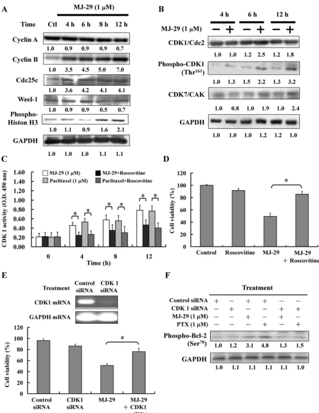 Fig. 3. MJ-29 altered the levels of mitotic-regulated proteins, CDK1 kinase activity, and the phospho-Bcl-2 protein level in U937 cells